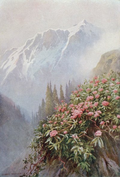 Wild Rhododendrons by Edward Mary Joseph Molyneux